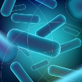 Lactobacillus