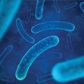 Enterococcus Faecium