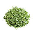 Ginkgo Biloba