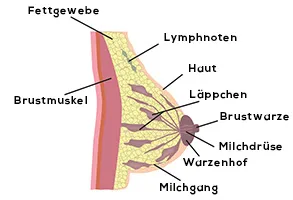 Aufbau der Brust