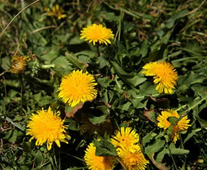 Löwenzahnkraut