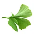 Ginkgo Biloba