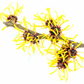 Zaubernuss