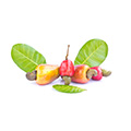 Cashew