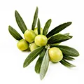 Extrakt aus Oliven