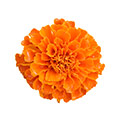 Ringelblume