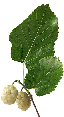 Organiclarine Organiclarine