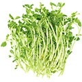Erbsensprosse