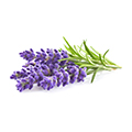 Lavendel Öl: