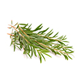 Lavendel Öl: