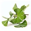 Ginkgo Biloba