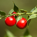 Ruscus Aculeatus