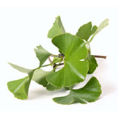 Ginkgo Biloba-Blatt