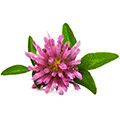 Extrakt aus Kleeblumen