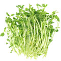 Erbsensprossen