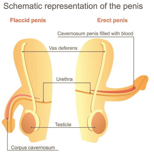 Am eingewachsene penis haare EINGEWACHSENES HAAR