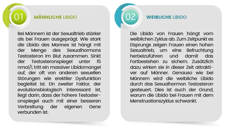 Männliche vs. Weibliche Libido