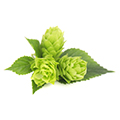 Hopfen